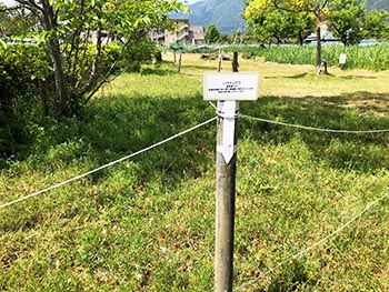 滋賀植物同好会の活動のようす画像