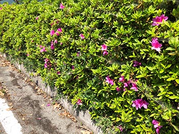 滋賀植物同好会の活動のようす画像