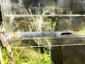 ヤマトサンショウウオの幼生とアカハライモリの幼生