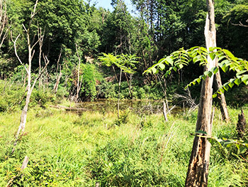 山の中の水たまりのような池