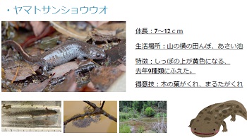 ヤマトサンショウウオの説明スライド