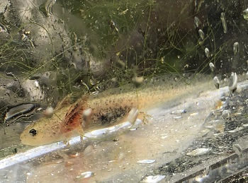 ヤマトサンショウウオの幼生