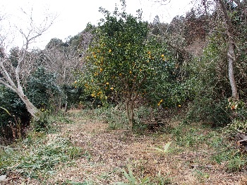 沖島里山保全の会　蜜柑の木
