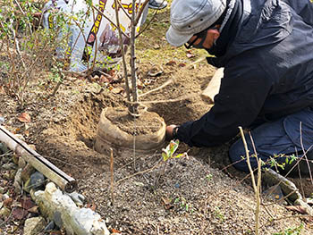 オランダ堰堤および周辺の環境を守る会　ハナモモの移植の指導をする隅田さん