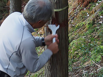 宇治きこりの会の活動風景　切れ目から樹皮の隙間を作る