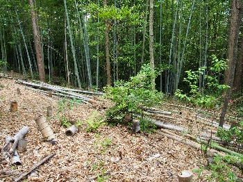 公益財団法人　京都市環境保全活動推進協会の活動のようす画像　伐採の進むわきの山の森