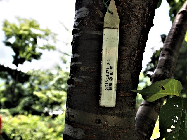 吉田山の里山を再生する会　植林したら、年月日と木の種類を書いた札を付ける