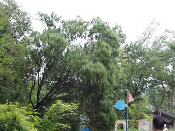 吉田山の里山を再生する会　切り倒される木