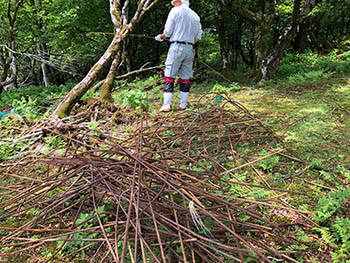 彦根ブナの会活動の様子画像　木の幹を利用して金属の支柱の曲がりを伸ばす作業