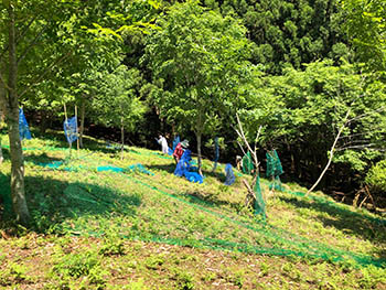 彦根ブナの会活動の様子画像　ブナなどの苗木を育てている場所