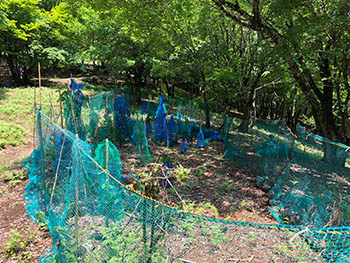 彦根ブナの会活動の様子画像　苗木がネットで囲われている