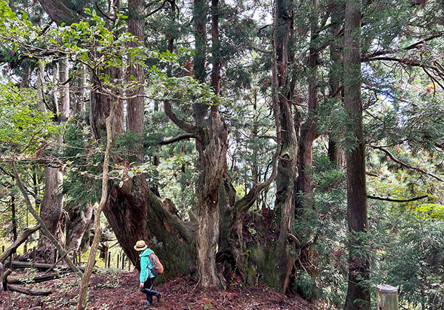 林業女子会＠京都　花背支部　花背の杉の巨木