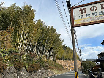 京都発・竹・流域環境ネット　拠点の向かい側の竹林