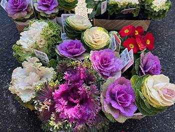 京都発・竹・流域環境ネット　お飾り用の葉ボタンや花
