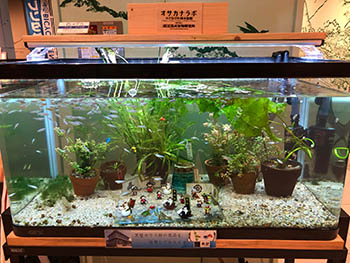 未来生物学研究所　小さなびわ湖水族館の水槽展示