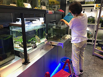 未来生物学研究所　小さなびわ湖水族館の水槽展示　水槽管理作業を行うメンバー