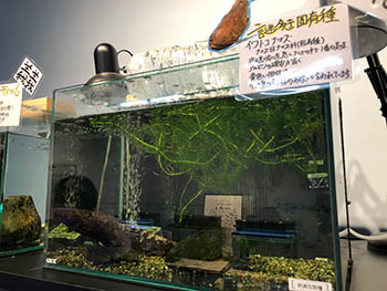 未来生物学研究所　小さなびわ湖水族館の水槽展示　イワトコナマズ