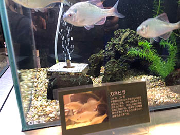 未来生物学研究所　小さなびわ湖水族館の水槽展示　カネヒラ