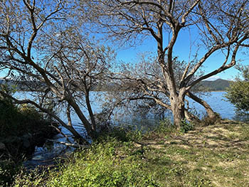 西の湖自然楽校　西の湖の岸辺の木々