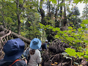 林業女子会＠京都　花背支部　森の中の杉の巨木
