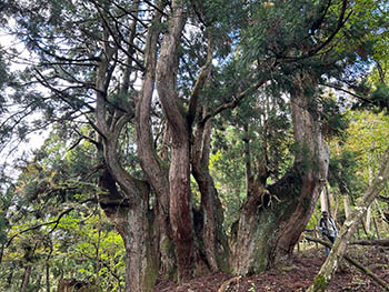 林業女子会＠京都　花背支部　最も巨大な杉