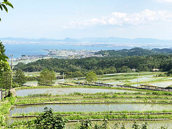 スモールファーマーズ活動のようす画像　カボチャ畑からの棚田と琵琶湖の眺め