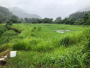 結いの里・椋川　調査の場所は耕作放棄地の湿地