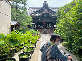 源氏藤袴会　活動のようす　革堂行願寺の本堂。蓮の鉢が並ぶ
