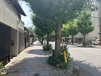 源氏藤袴会　活動のようす　「藤袴祭」ではフジバカマの苗の鉢が並ぶ予定の商店街の歩道