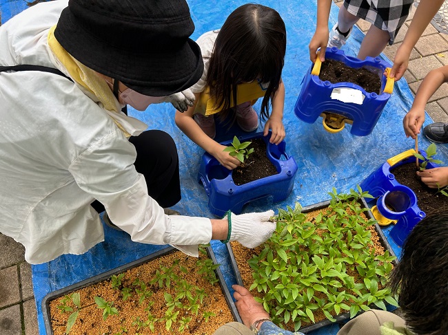 源氏藤袴会　活動のようす　フジバカマの苗を小学生の鉢に植え替える作業