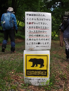 朽木野鳥を守る会　活動のようす　熊注意の看板