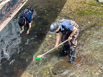 近江淡水生物研究所の活動のようす　米川の川底の石をデッキブラシでこすってきれいにしています
