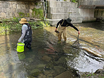 近江淡水生物研究所の活動のようす　米川の橋の下で魚を探すメンバー