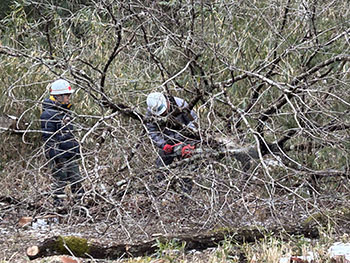 一般社団法人　甲賀ナイスローカルカンパニー　活動のようす画像　　切り倒した木の枝をチェンソーで切っているところ