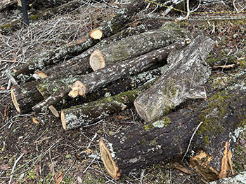 一般社団法人　甲賀ナイスローカルカンパニー　活動のようす画像　　木の幹をホダ木用に切って積み上げてある