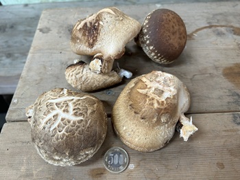 一般社団法人　甲賀ナイスローカルカンパニー　活動のようす画像　　NPO法人甲賀の環境・里山元気会の育てた大きなシイタケ。500円玉が小さく見える